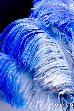 Strauss - 30-40 cm - lagune-blau